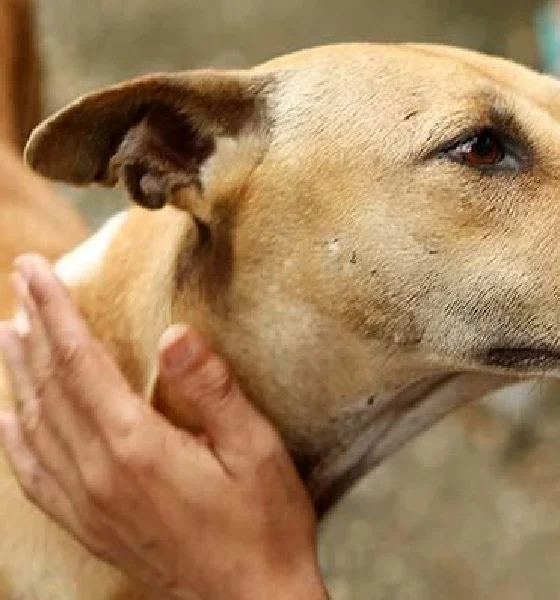 BBMP plans to make arrangements for food in areas where stray dogs do not get food