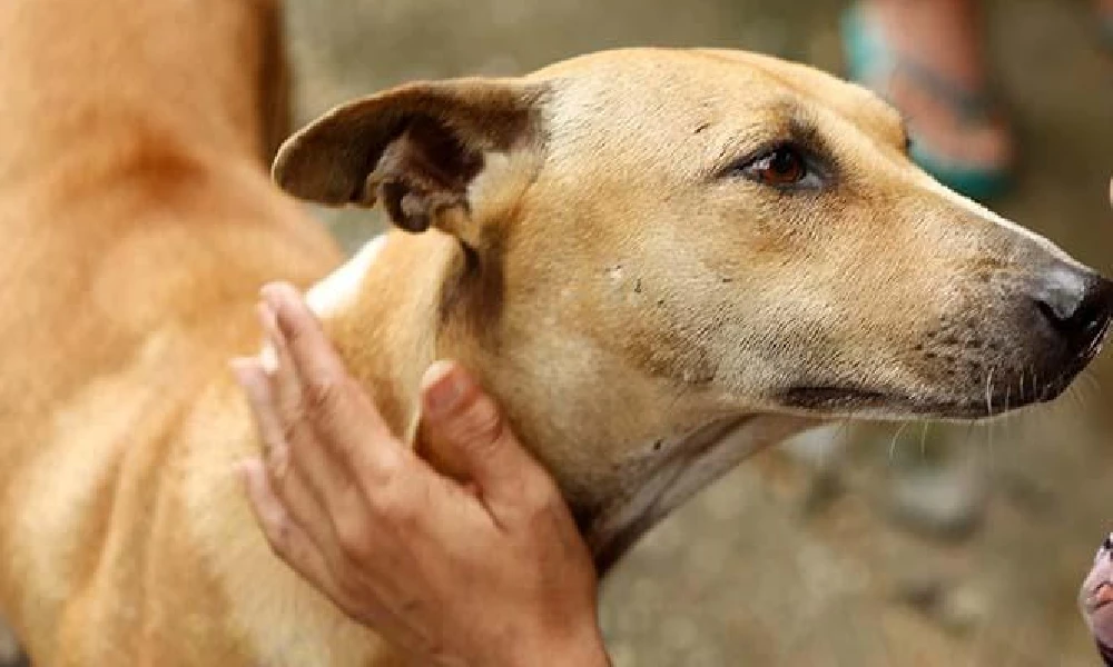 BBMP plans to make arrangements for food in areas where stray dogs do not get food