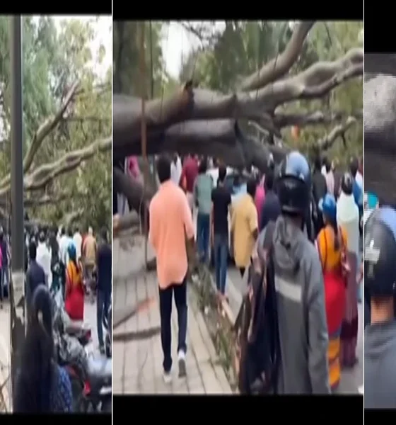 Several injured as tree falls on them in Bengaluru