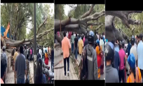 Several injured as tree falls on them in Bengaluru