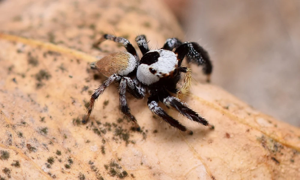 Spider detection A new species of spider found on the banks of Jayamangali river