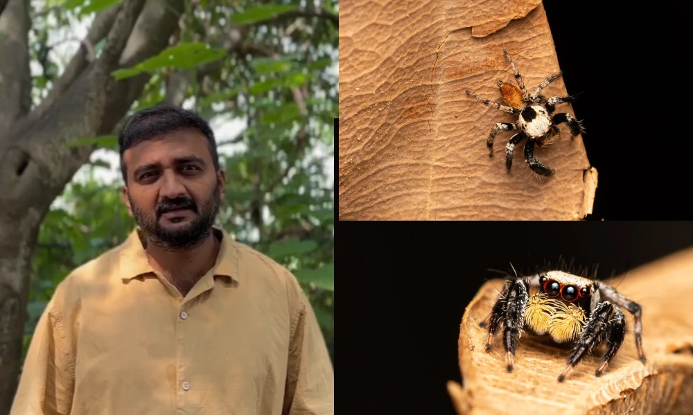 Spider detection A new species of spider found on the banks of Jayamangali river