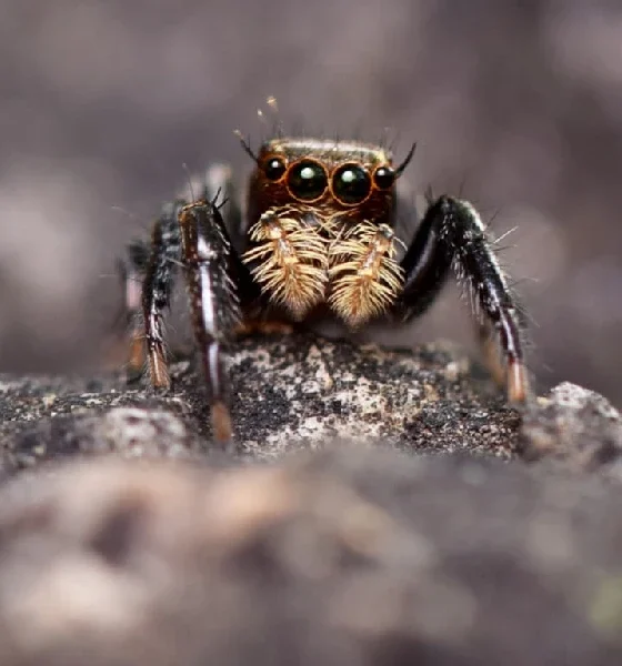 Spider detection A new species of spider found on the banks of Jayamangali river