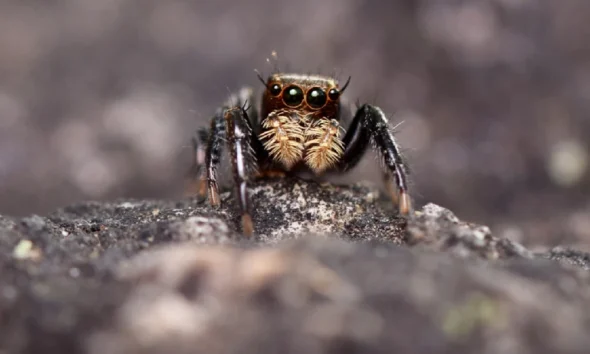 Spider detection A new species of spider found on the banks of Jayamangali river