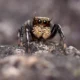 Spider detection A new species of spider found on the banks of Jayamangali river